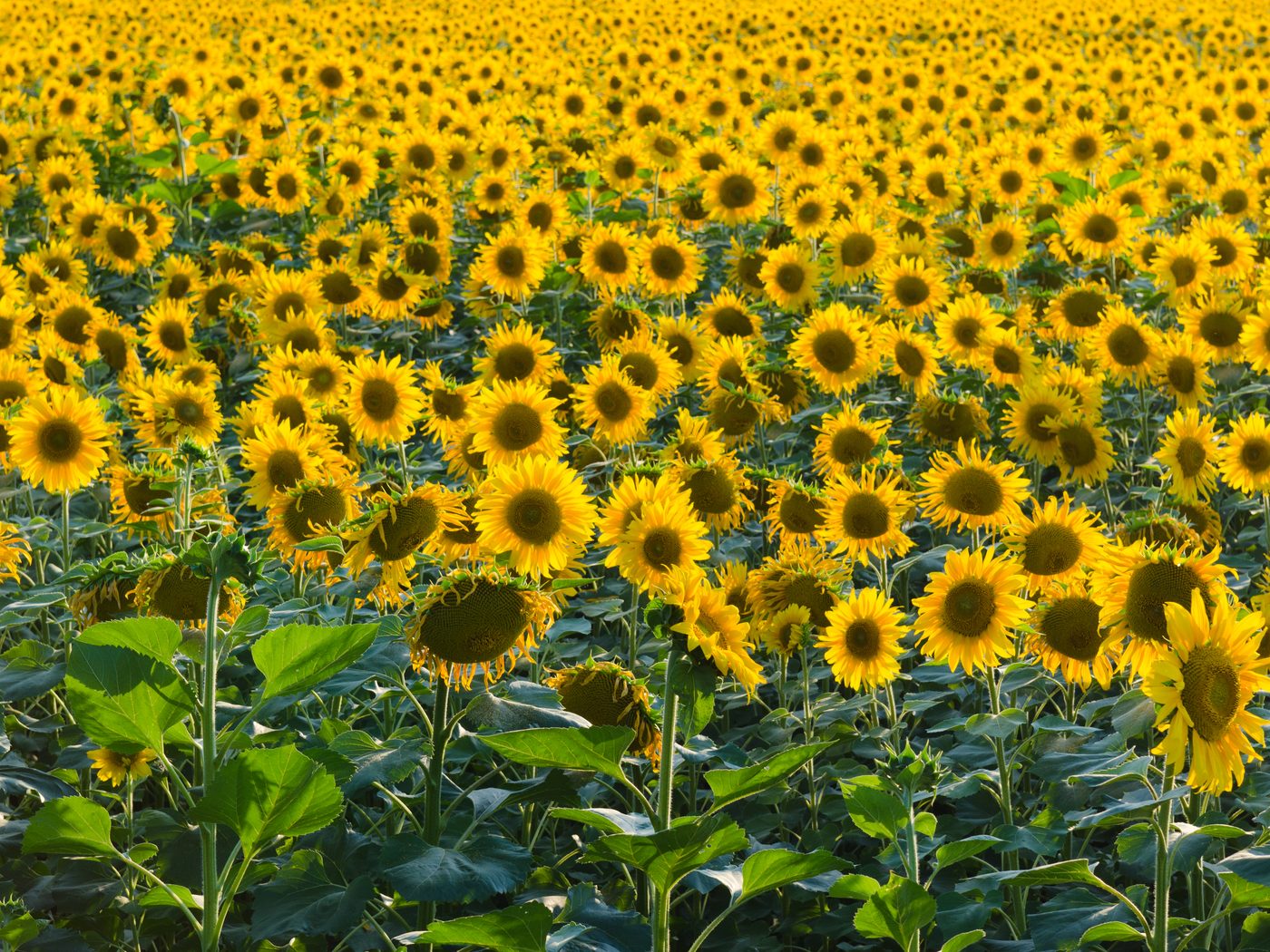 Campo de girassóis abertos ao sol, até onde a vista alcança